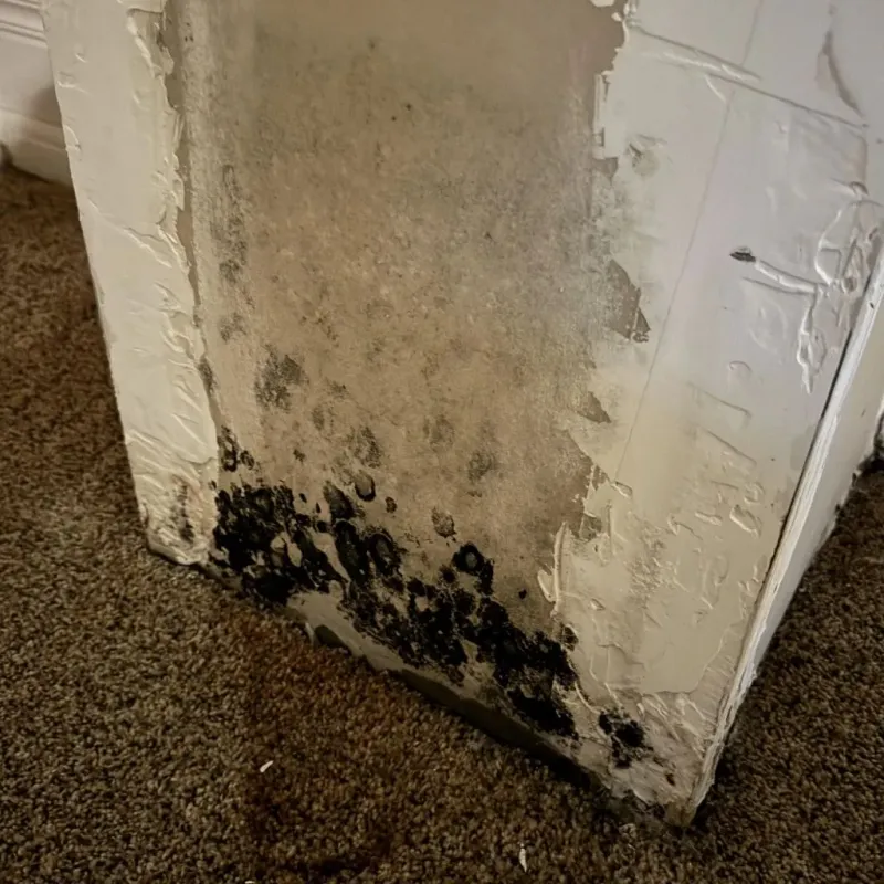 Professional Mold Removal in Wicomico County, MD